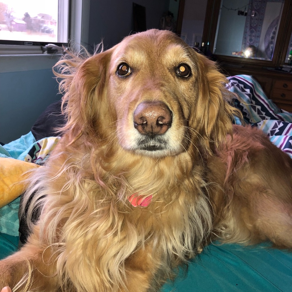 Meet your Posher, Lana